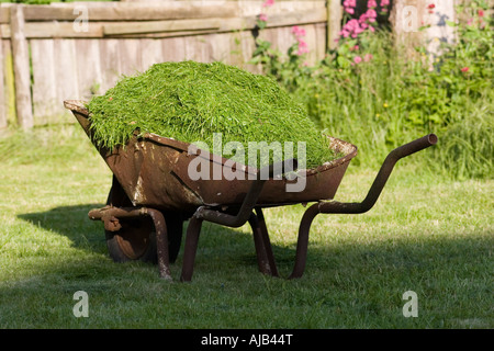 Brouette pleine de tas de tontes d'herbe verte prête pour le compostage Banque D'Images