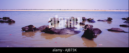 Les vaches se trouvant dans l'eau, Gange, Inde Banque D'Images