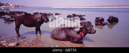 Les vaches se trouvant dans l'eau, Gange, Inde Banque D'Images