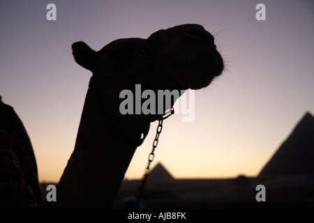 Camel en silhouette aux pyramides dans la distance à la tombée de la nuit ou au crépuscule à Gizeh Le Caire Egypte Afrique Banque D'Images