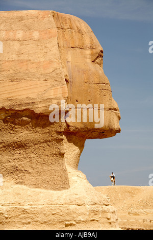 Le Sphinx avec camel sur plateau lointain au-delà de l'Afrique Egypte Caire Giza Banque D'Images