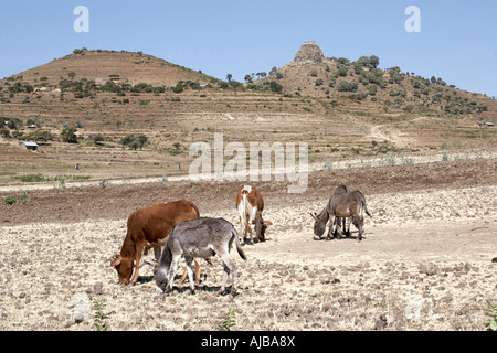 Les ânes et les vaches ou le pâturage du bétail sur les champs desséchés ou Axoum près de l'Éthiopie Axum Africa Banque D'Images