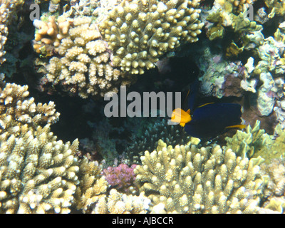 Photo de plongée sous-marine Blue sailfin tang Zebrasoma xanthurum en Mer Rouge à l'emplacement de piqué Canyon près de Dahab Sinai Egypte Banque D'Images