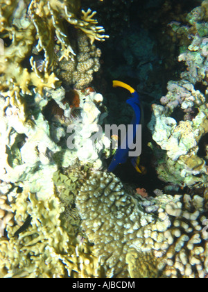 Plongée sous-photo de poissons de se cacher dans les coraux en Mer Rouge à l'emplacement de piqué Canyon près de Dahab Sinai Egypte Banque D'Images