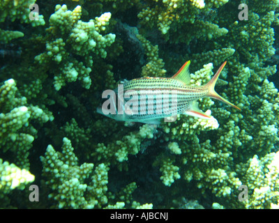 Plongée sous-marine photo d'un poisson Cardinal Tigre Cheilodipterus macrodon en Mer Rouge au site de plongée des îles près de Dahab Sinai Egyp Banque D'Images