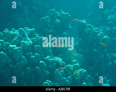 Plongée sous-photo de poissons nager plus de coraux en Mer Rouge au site de plongée des îles près de Dahab Sinai Egypte Banque D'Images