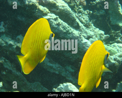 Deux Papillons Chaetodon semilarvatus masqués dans la mer Rouge au site de plongée des îles près de Dahab Sinai Egypte Banque D'Images