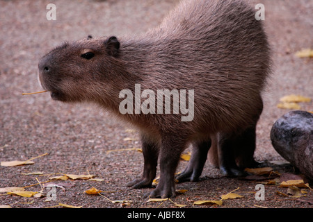 Capybara 'Zum hydrochaeris' mâcher une feuille Banque D'Images
