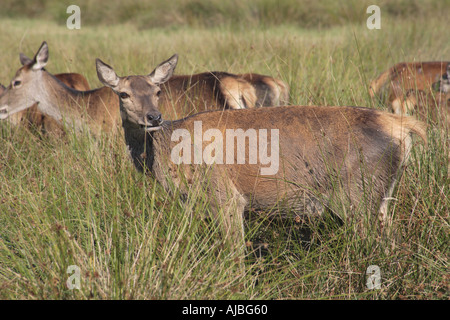 Hind red deer avec pâturage troupeau derrière dans l'herbe haute Banque D'Images