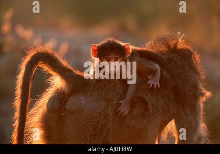 Jeune babouin Chacma (Papio ursinus) à cheval sur son dos les mères Banque D'Images