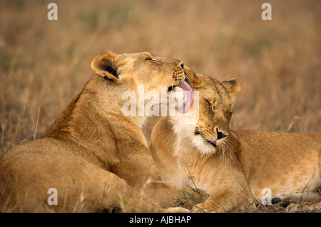 Lionne affectueux (Panthera leo) Paire Banque D'Images