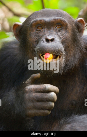 Close-up d'un chimpanzé (Pan troglodytes) Manger Banque D'Images