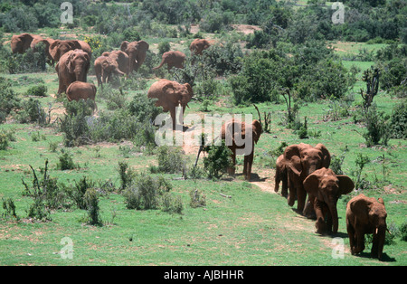 Vue aérienne de l'éléphant africain (Loxodonta africana) troupeau marchant à travers le bushveld luxuriante Banque D'Images