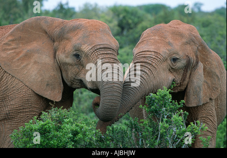 Close-up of African Elephant (Loxodonta africana) les vaches se nourrissent de feuilles vertes Banque D'Images