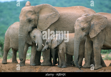 Portrait de l'éléphant africain (Loxodonta africana) permanent de la famille dans le bushveld Banque D'Images