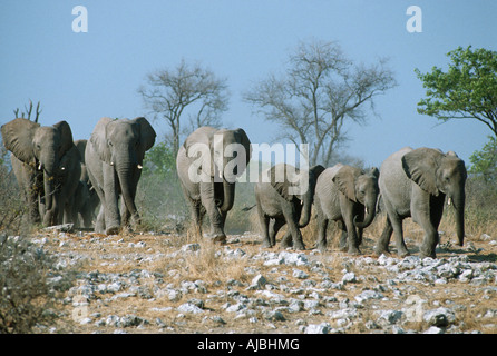 L'éléphant africain (Loxodonta africana) troupeau se déplaçant à travers le Bushveld Rocheux Banque D'Images