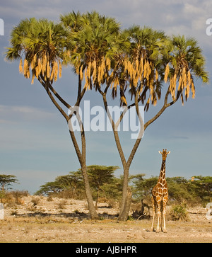 Lone giraffe réticulée (Giraffa camelopardalis reticulata) sous un arbre Banque D'Images