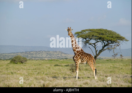 Lone giraffe réticulée (Girafffa camelopardalis reticulata) - Vue latérale Banque D'Images