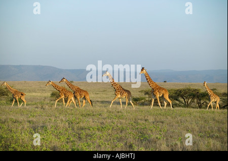 Giraffe réticulée (Giraffa camelopardalis reticulata) troupeau sur une plaine ouverte Banque D'Images