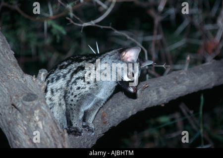 Petit-spotted (Commun) Genette (Genetta genetta) assis dans un arbre de nuit Banque D'Images