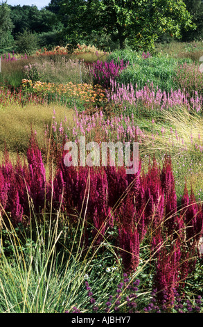 Pensthorpe Astilbe x arendsii graminées Purpurlanze jardin du millénaire designer Piet Oudolf Banque D'Images