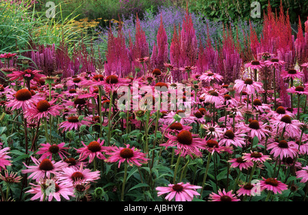 Pensthorpe Echinacea purpurea Rubinstern Astilbe Purpurlanze jardin du millénaire designer Piet Oudolf Norfolk Banque D'Images