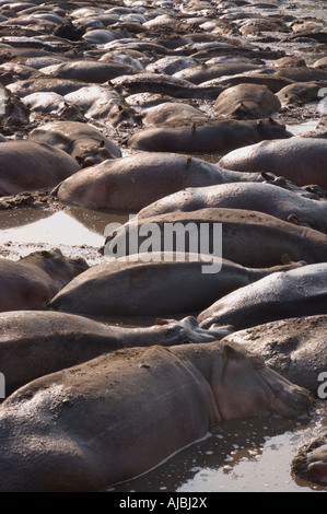 Portrait de l'Hippopotame (Hippopotamus amphibius) troupeau se vautrer dans l'eau Banque D'Images