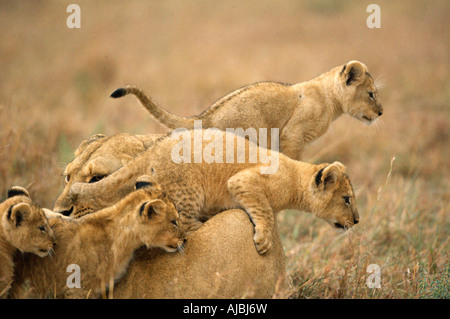 Lion (Panthera leo) d'Oursons jouant avec lionne Banque D'Images