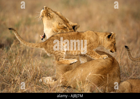 Lioness (Panthera leo) et d'Oursons jouant Banque D'Images