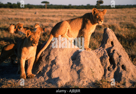 Lion Cubs (Panthera leo) sur Bushveld termitière dans Banque D'Images