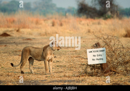 Portrait d'une lionne (Panthera leo) debout à côté d'un panneau dans le bushveld Banque D'Images