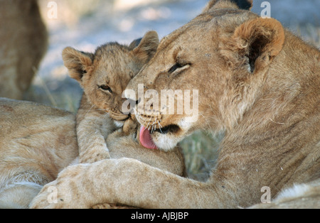 Lioness (Panthera leo) Le toilettage d'oursons Banque D'Images