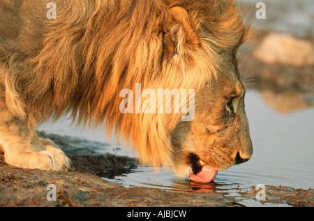 Lion à crinière rouge (Panthera leo) Eau potable - Profil Banque D'Images