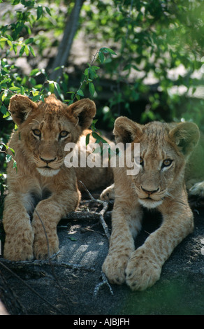 Lion (Panthera leo) Paire couché dans Tree Banque D'Images