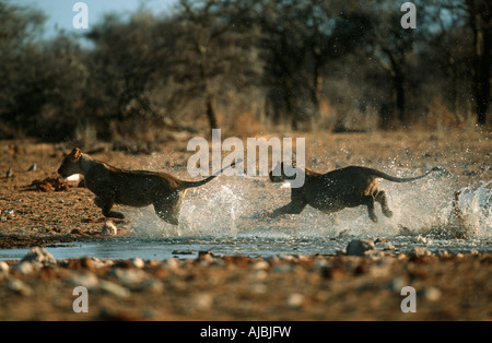 Lioness (Panthera leo) Paire jouant dans l'eau Banque D'Images