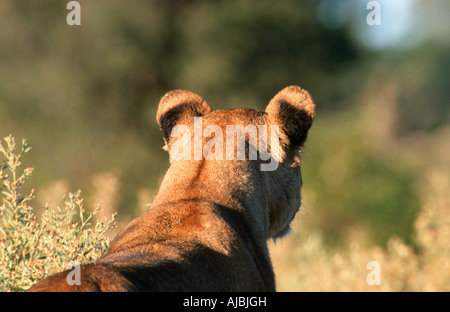 Close-up of Lioness (Panthera leo) de derrière Banque D'Images