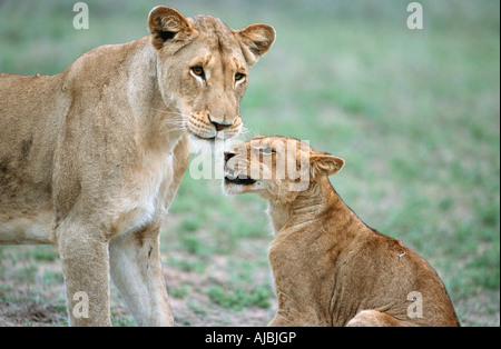 Portrait de lionne (Panthera leo) et souriant Cub Banque D'Images