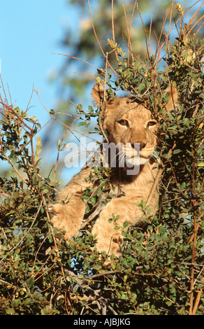 Lion (Panthera leo) couché dans un buisson Banque D'Images