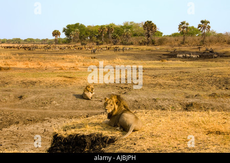 Portrait of Male lion (Panthera leo) paire se trouvant sur la plaine de Bush Banque D'Images