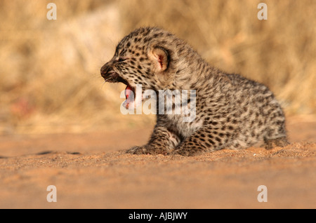 New Born Leopard (Panthera pardus) Cub sur plaine Bushveld Banque D'Images