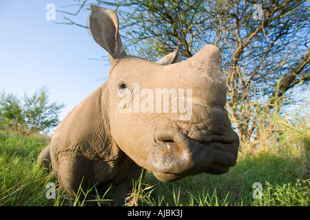 Bébé rhinocéros blanc (Ceratotherium simum) - Close-up Banque D'Images