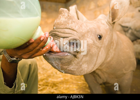 Bébé rhinocéros blanc (Ceratotherium simum) être nourris par Ranger avec grande bouteille Banque D'Images