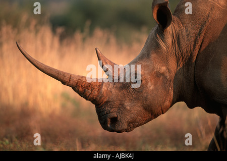 Le rhinocéros blanc (Ceratotherium sim) Portrait Banque D'Images