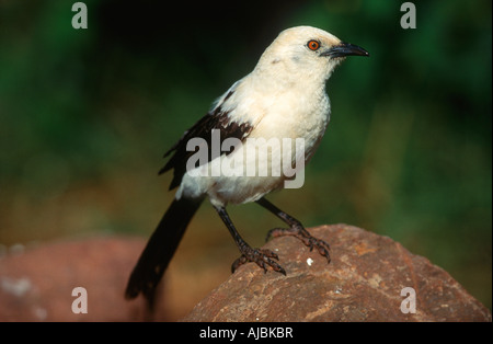 Le sud du pied (Turdoides bicolor) sur les roches Banque D'Images