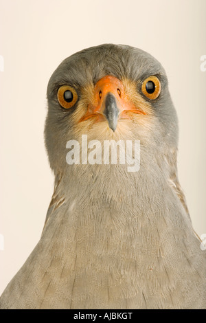 Portrait d'un pâle scandant Autour des palombes (Melierax canorus) Banque D'Images