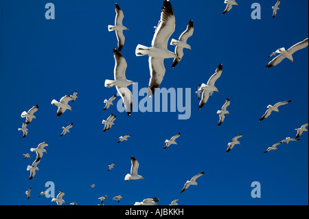 Grand groupe de mouettes volant au-dessus avec fond de ciel bleu Banque D'Images