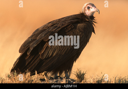 Portrait d'un vautour à capuchon (Necrosyrtes monachus) dans le bushveld Banque D'Images