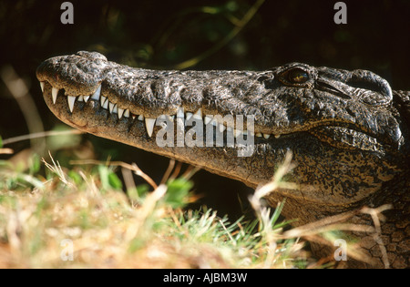 Le crocodile du Nil (Crocodylus niloticus) au soleil sur les bords de la rivière Banque D'Images