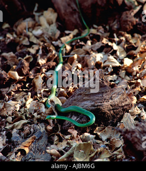 Boomslang (Dispholidus typus) ramper entre les feuilles d'automne en forêt sèche Banque D'Images