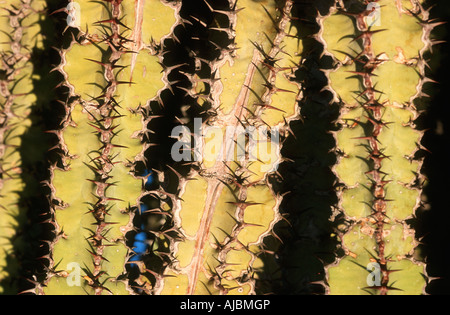 Vue rapprochée de tiges de Cactus épineux Banque D'Images